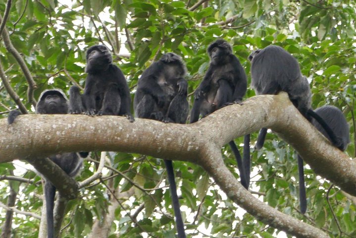 Tetebatu Nature Walk. Rice Fields, Waterfalls & Monkey Forest Adventure 🌿💧🐒