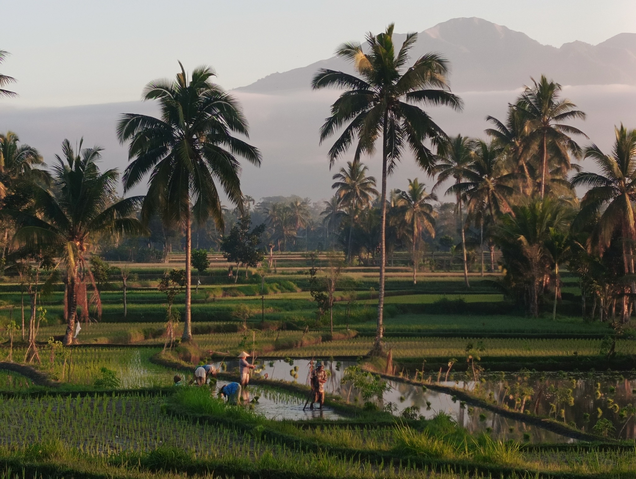 Lombok Agriculture Experience. A Journey Through Nature’s Flavors 🌱🍊🌾